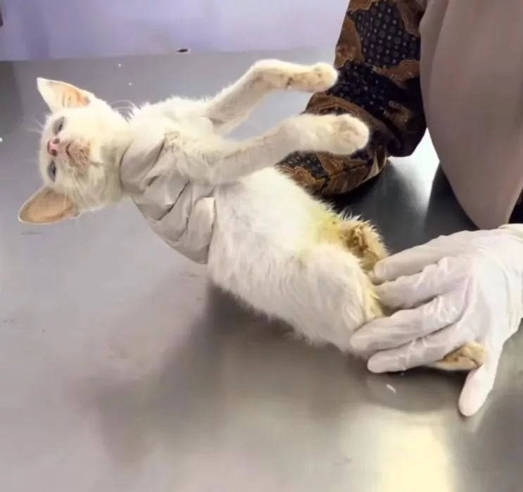 Grateful Feline: Abandoned Cat’s Tail Wags Despite Battle with Gangrene ...