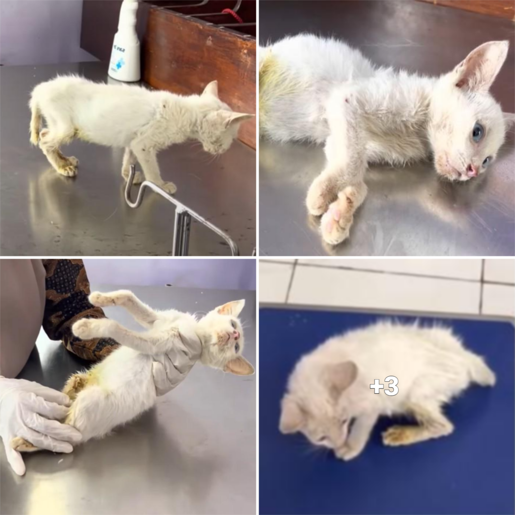 Grateful Feline: Abandoned Cat’s Tail Wags Despite Battle with Gangrene ...